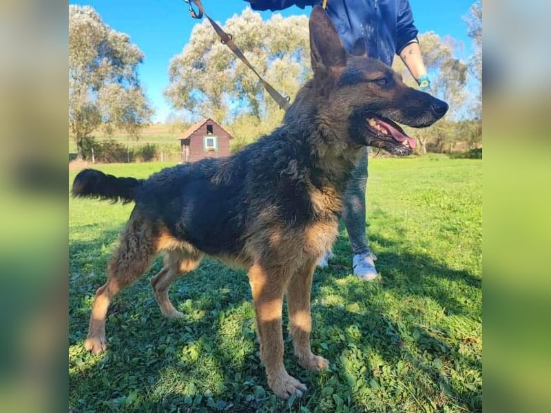 Ghost wartet seit Welpenalter