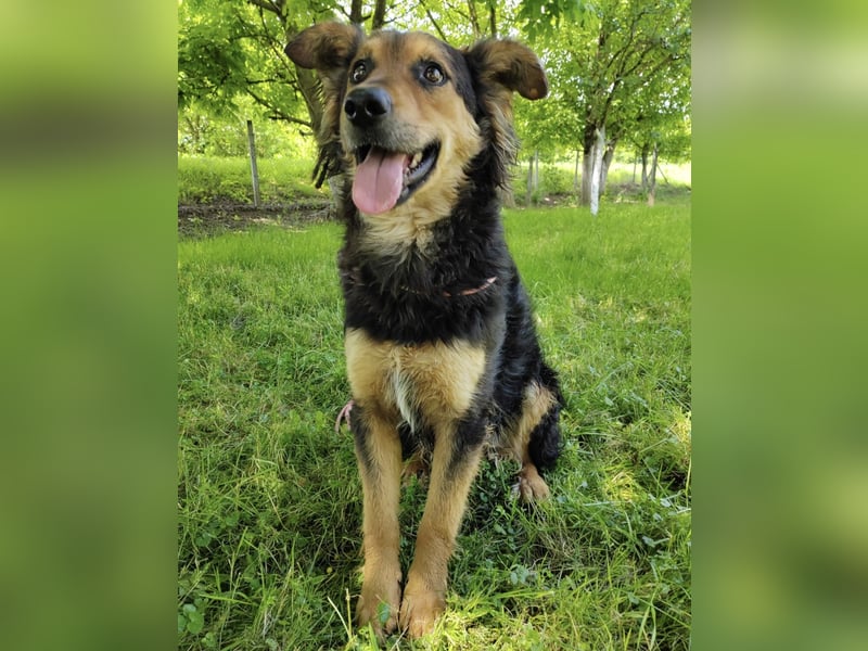 Kovu braucht viel Liebe