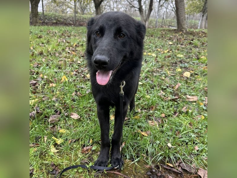 Spike ein schlauer trauriger Bub