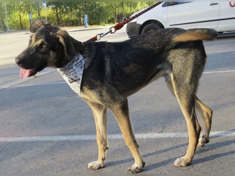 Rubble ein verspielter Kämpfer