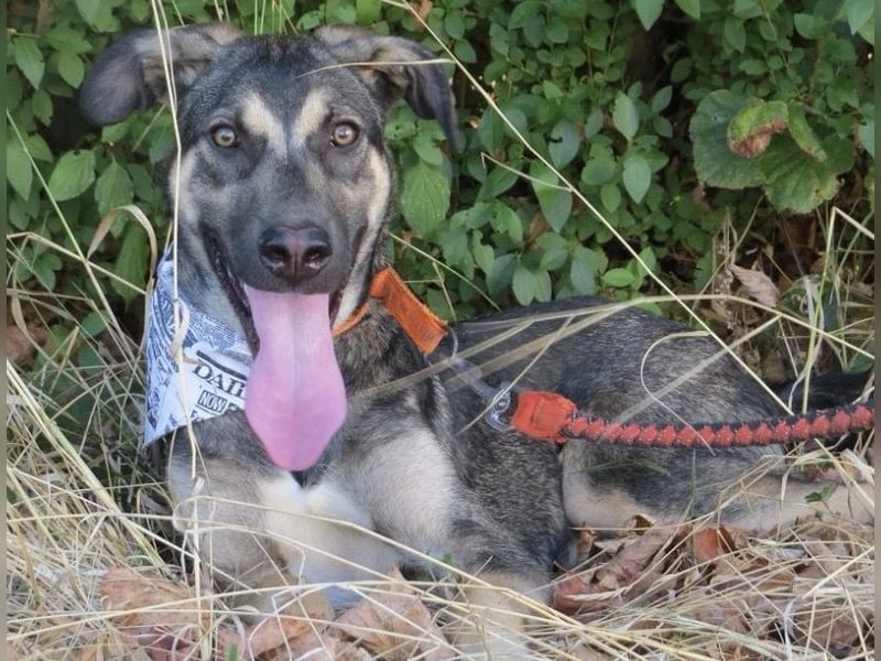Rubble ein verspielter Kämpfer