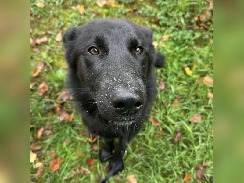 Spike ein schlauer trauriger Bub