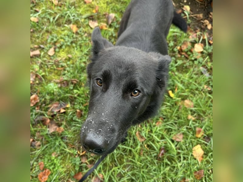 Spike ein schlauer trauriger Bub