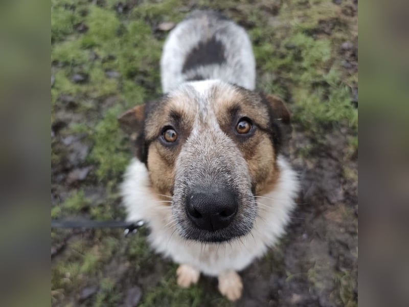 Franky ein Menschenliebender