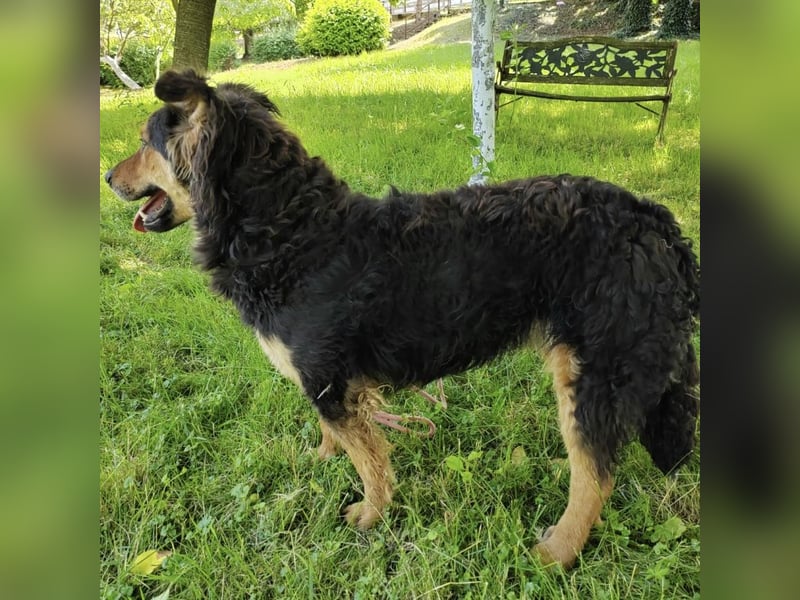 Kovu braucht viel Liebe