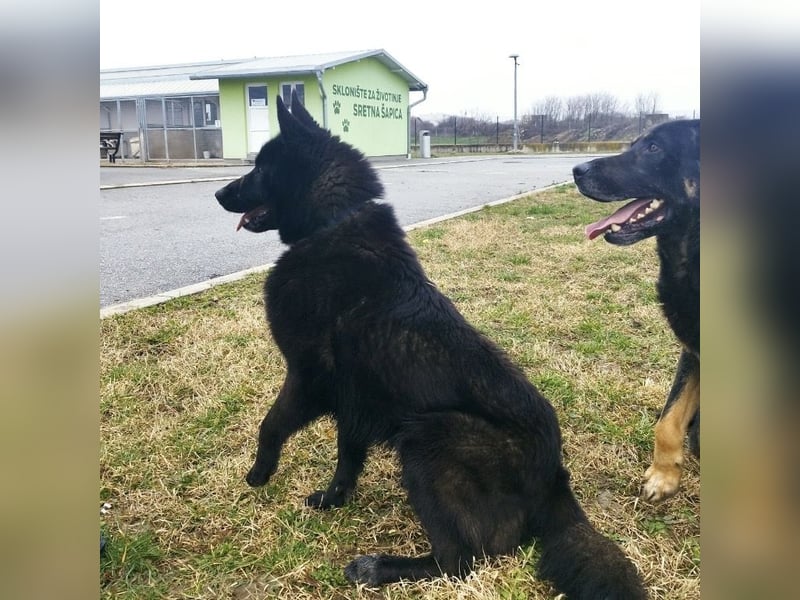 Piki ein Familienhund