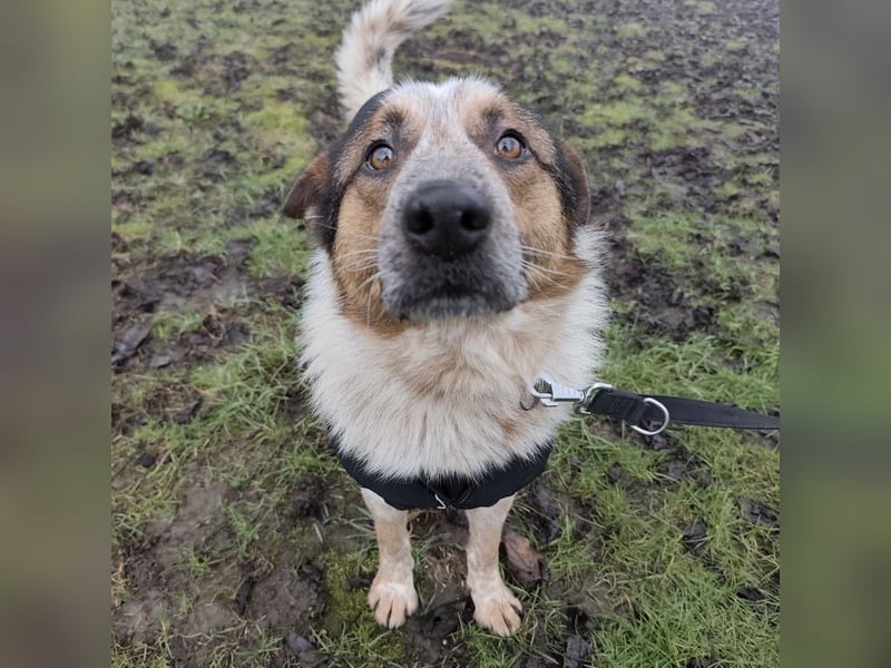 Franky ein Menschenliebender