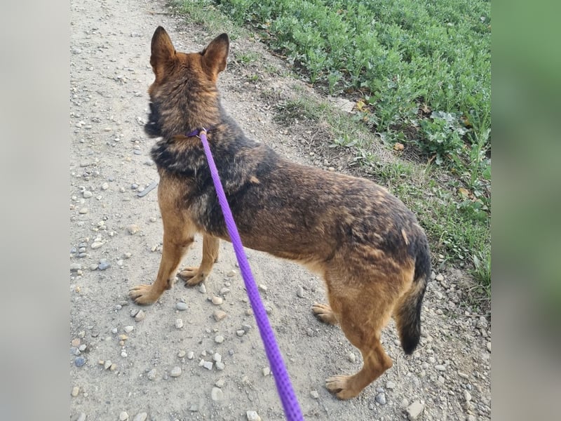 Jax braucht eine liebevolle Führung