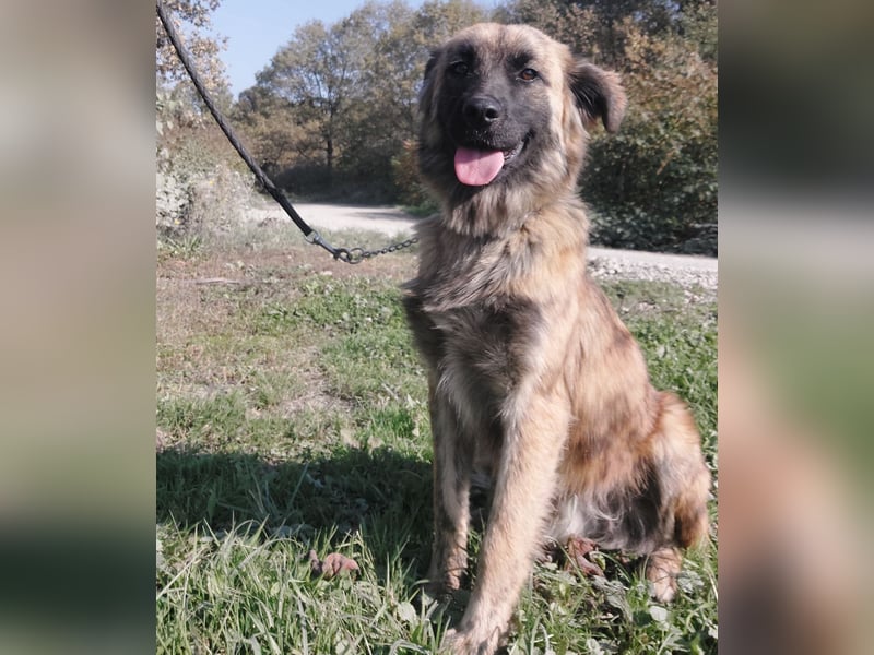 Dinko ein Goldschatz