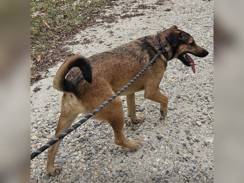 Bones ein verspielter liebevoller Bub