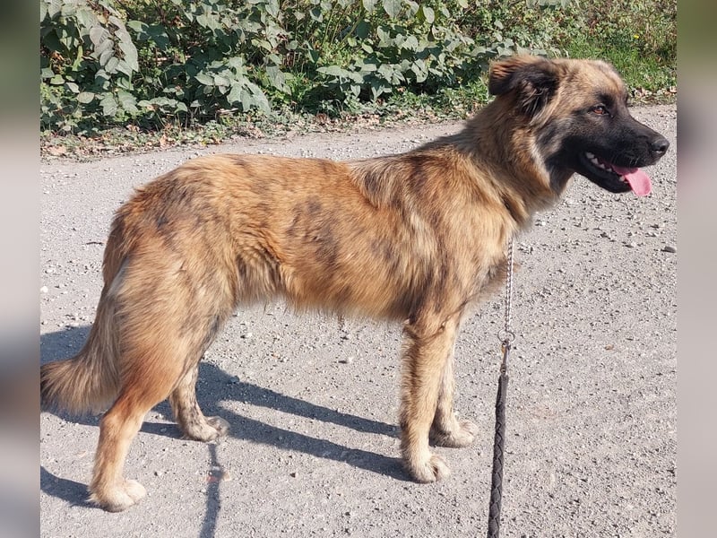 Dinko ein Goldschatz