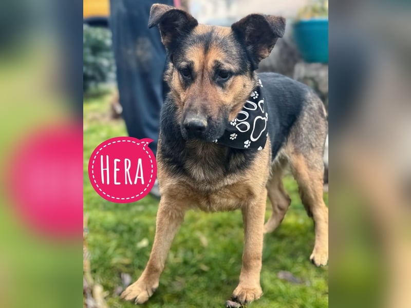 Hera eine freundliche Hündin