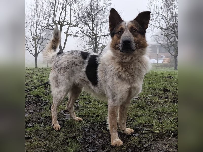 Franky ein Menschenliebender