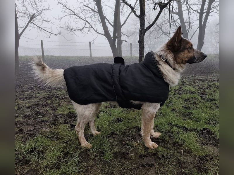 Franky ein Menschenliebender