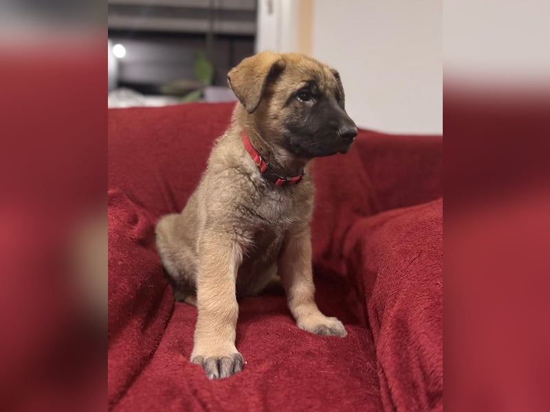 Schäferhund Welpen