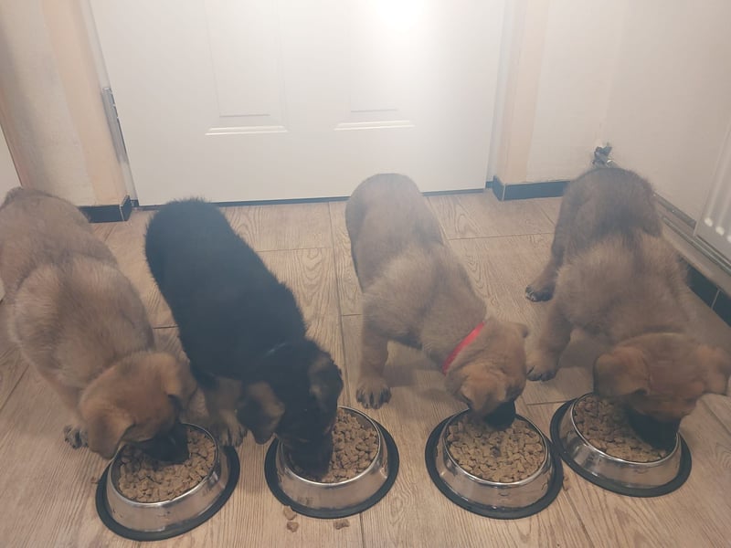 Schäferhund Welpen