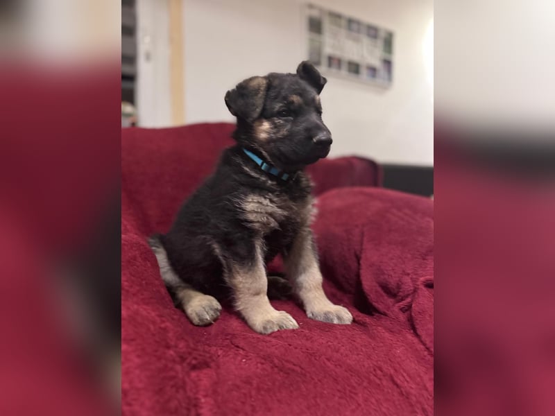 Schäferhund Welpen