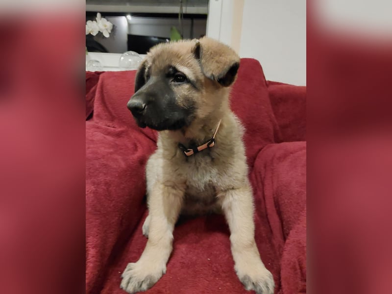 Schäferhund Welpen