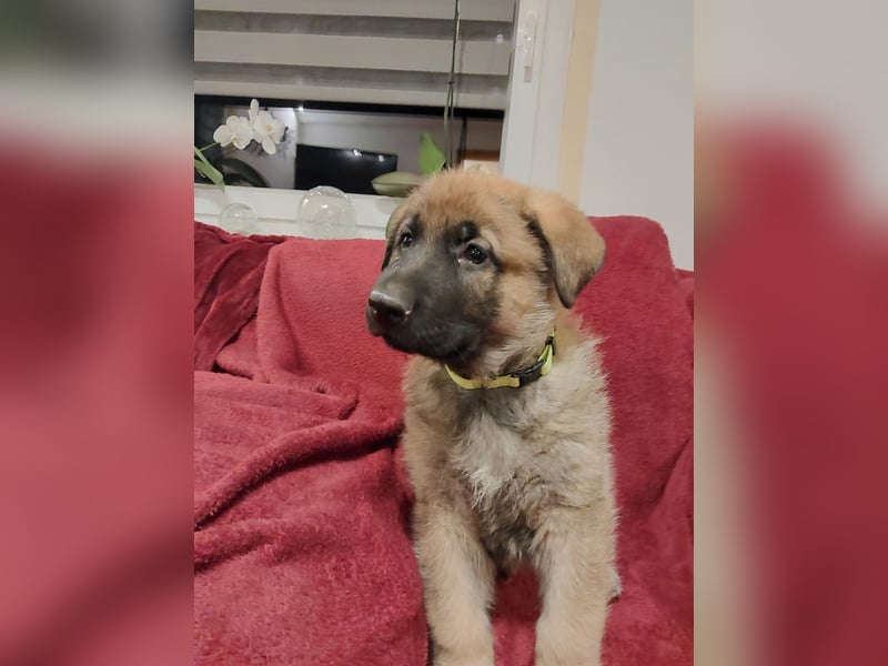 Schäferhund Welpen