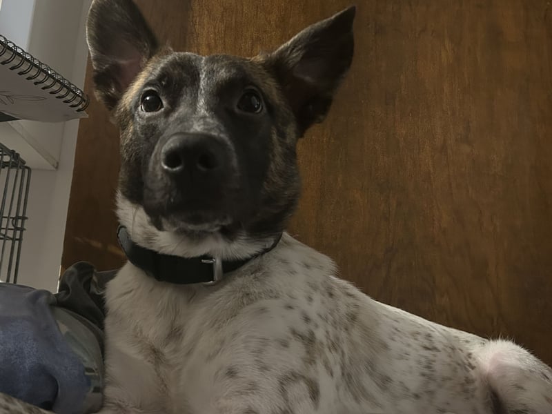 Malinois Schäferhund Mischling