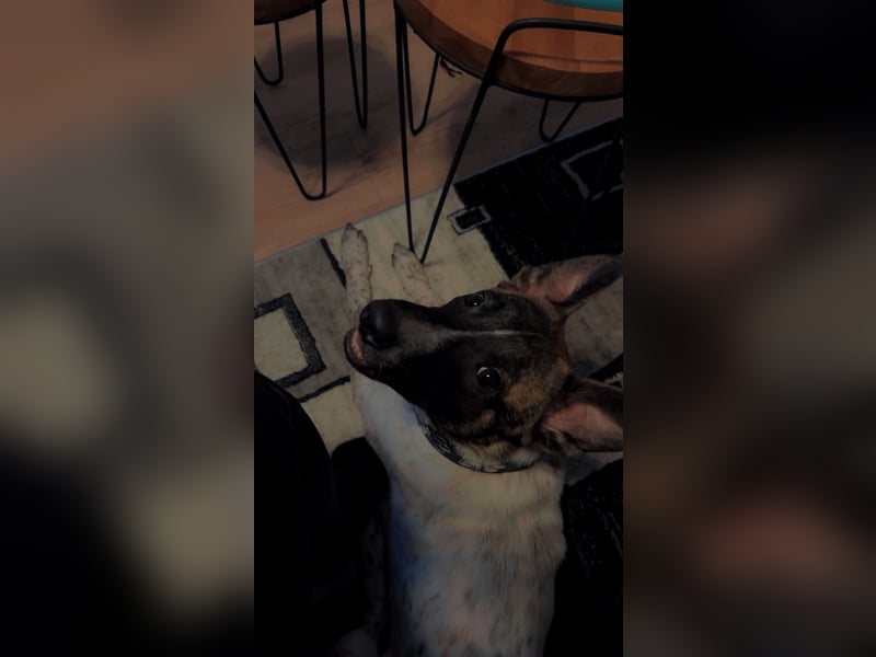 Malinois Schäferhund Mischling