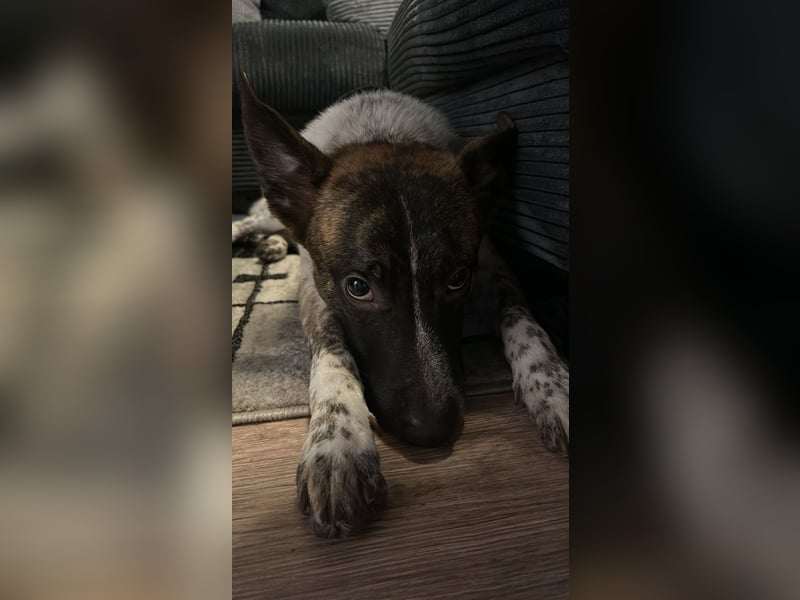 Malinois Schäferhund Mischling