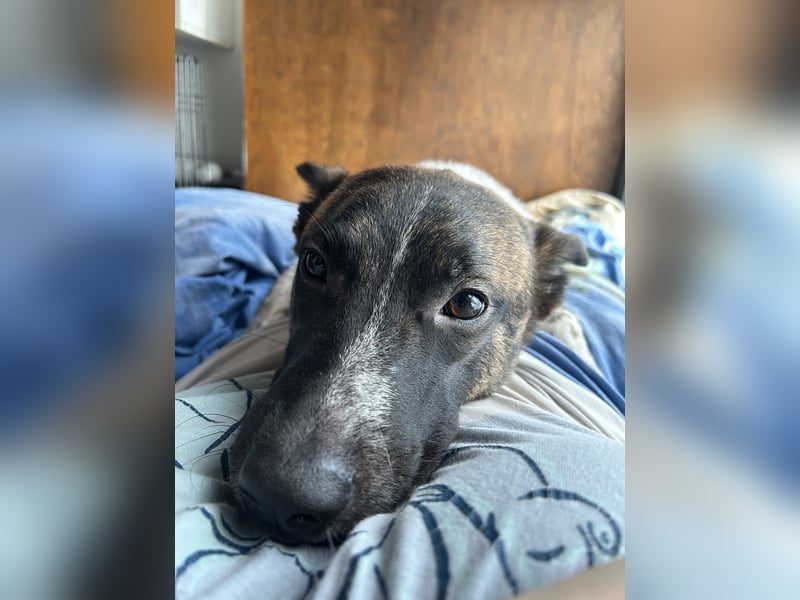 Malinois Schäferhund Mischling