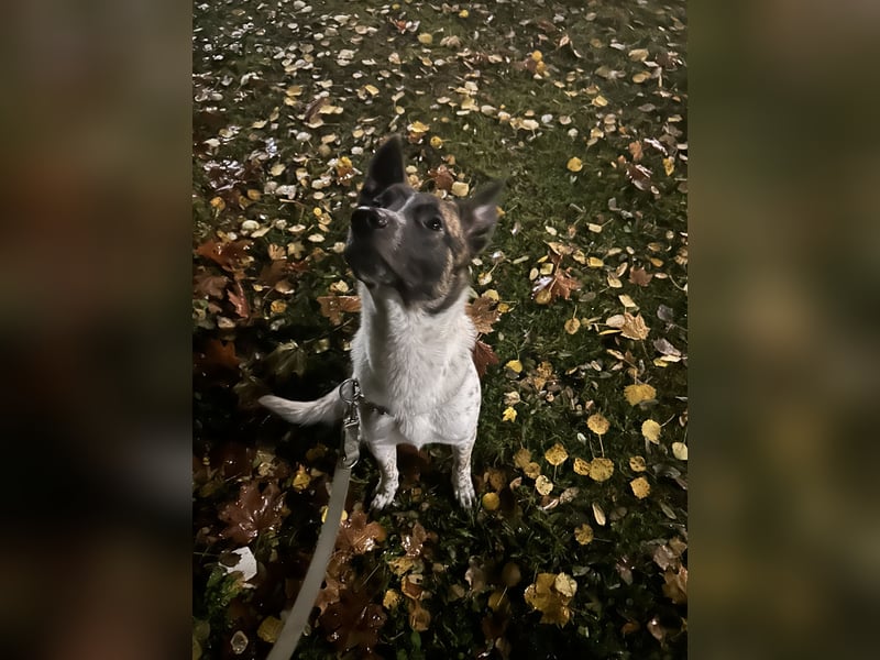 Malinois Schäferhund Mischling