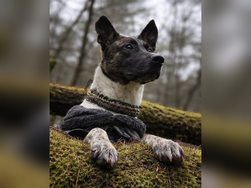 Malinois Schäferhund Mischling