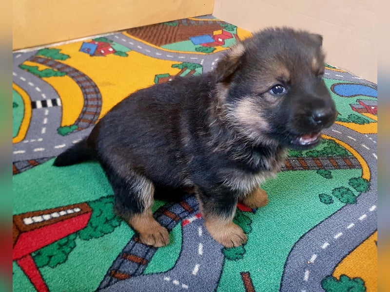 Deutsche Schäferhundwelpen