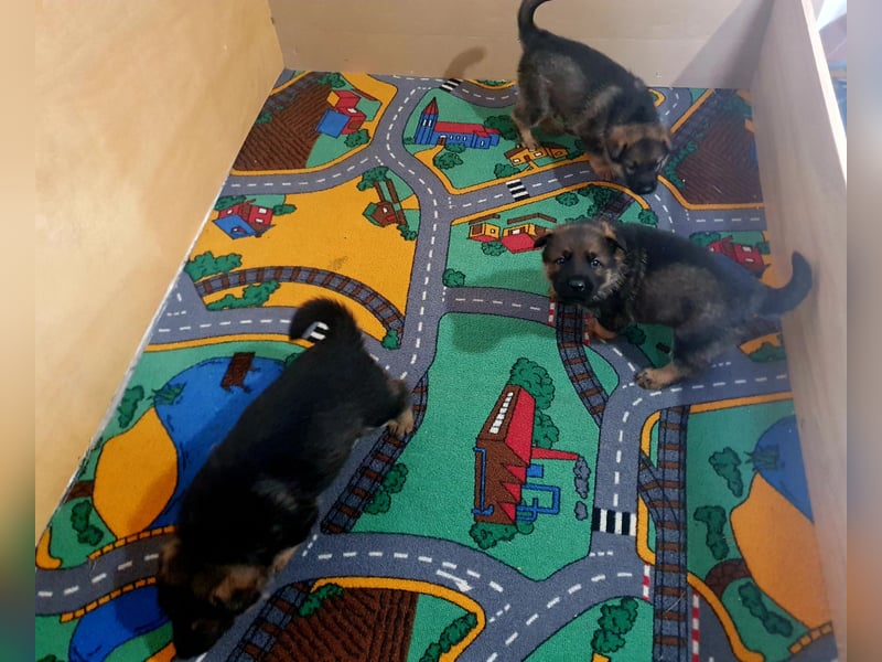 Deutsche Schäferhundwelpen