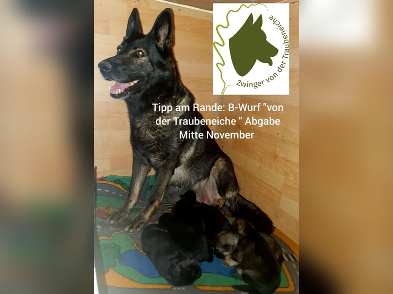 Deutsche Schäferhundwelpen