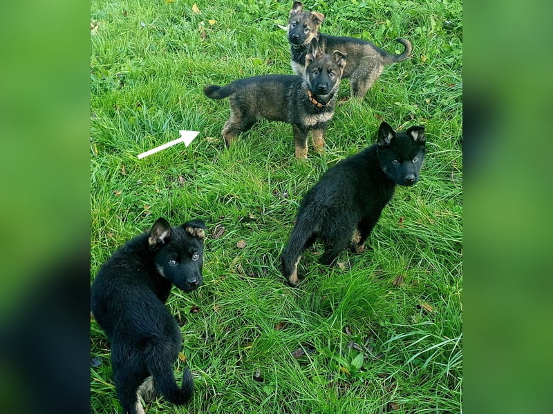 Deutsche Schäferhundwelpen