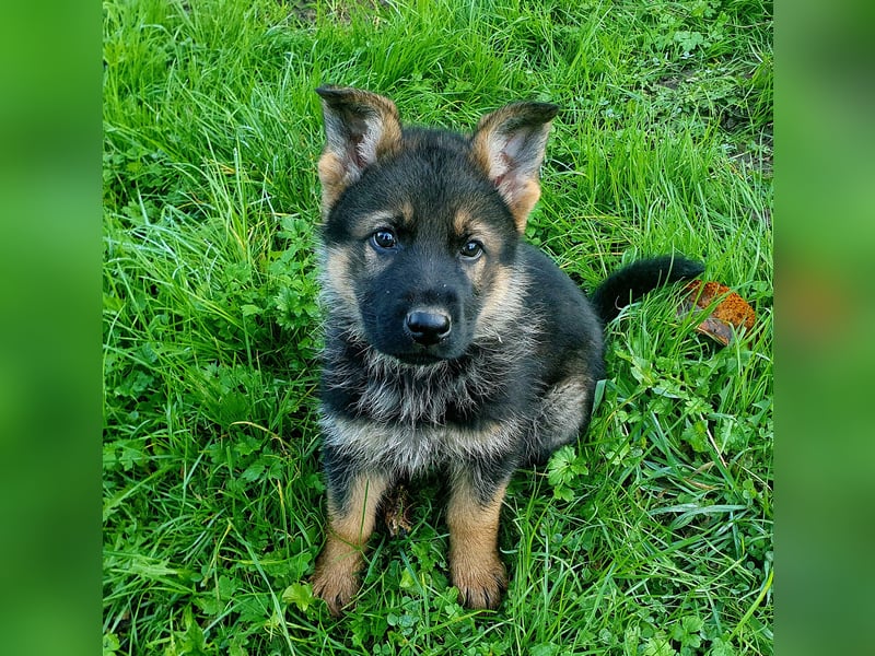 Deutsche Schäferhundwelpen