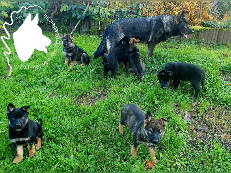 Deutsche Schäferhundwelpen