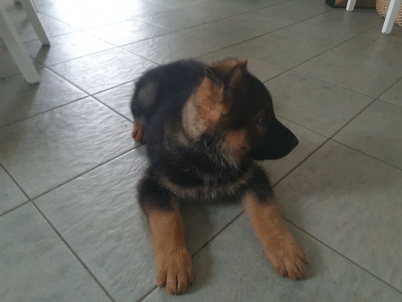 Deutsche Schäferhundwelpen