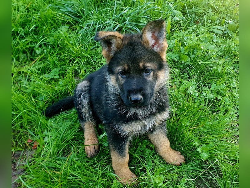 Deutsche Schäferhundwelpen