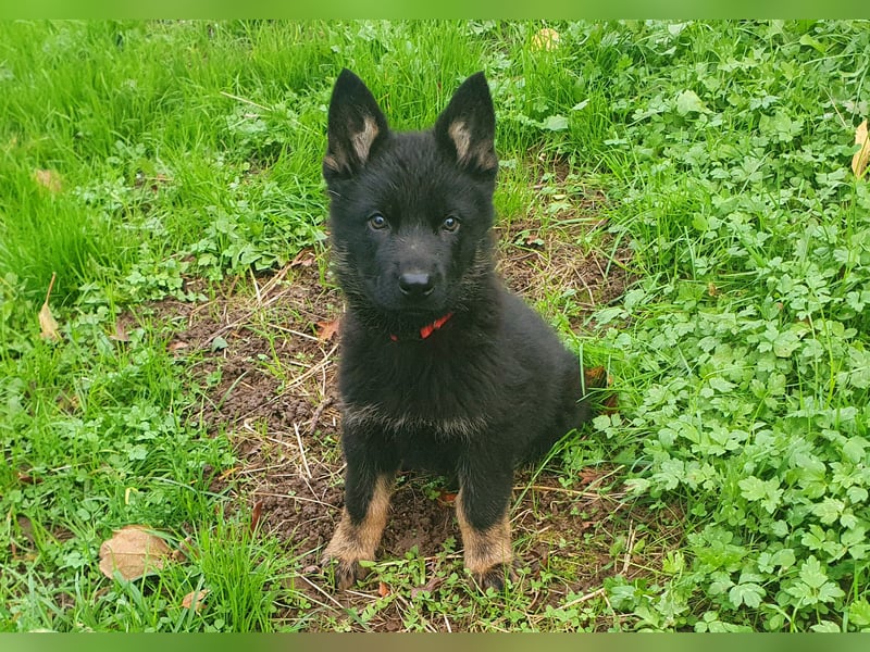 Deutsche Schäferhundwelpen