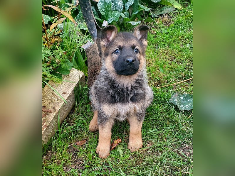 Deutsche Schäferhundwelpen