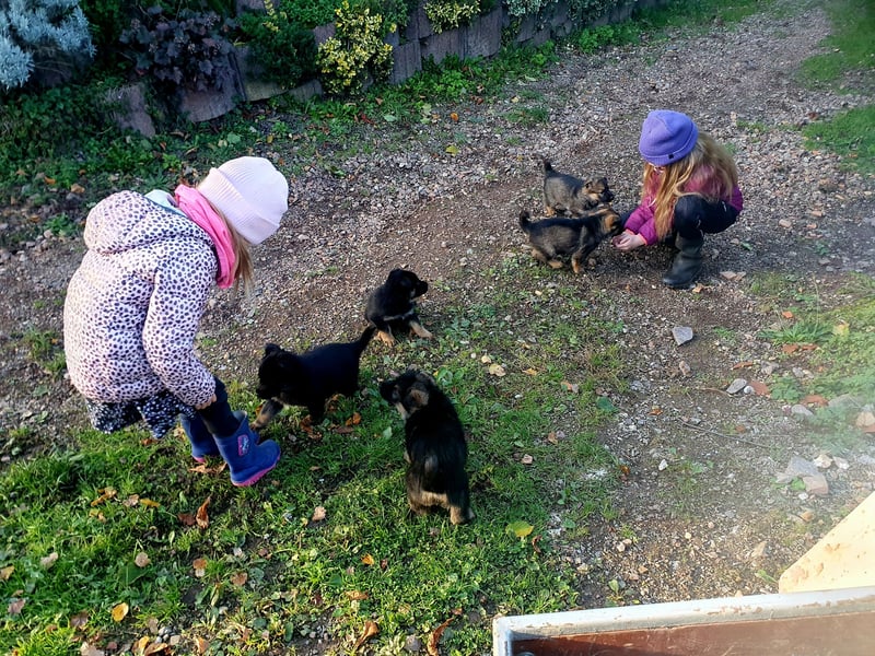 Deutsche Schäferhundwelpen