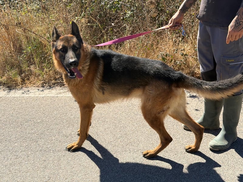 Rex: wo sind die Schäferhund-Freunde?