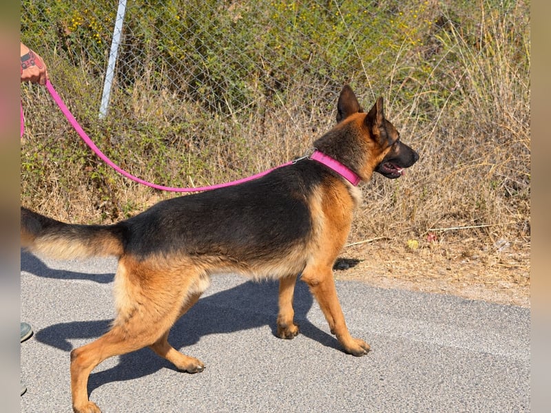 Rex: wo sind die Schäferhund-Freunde?