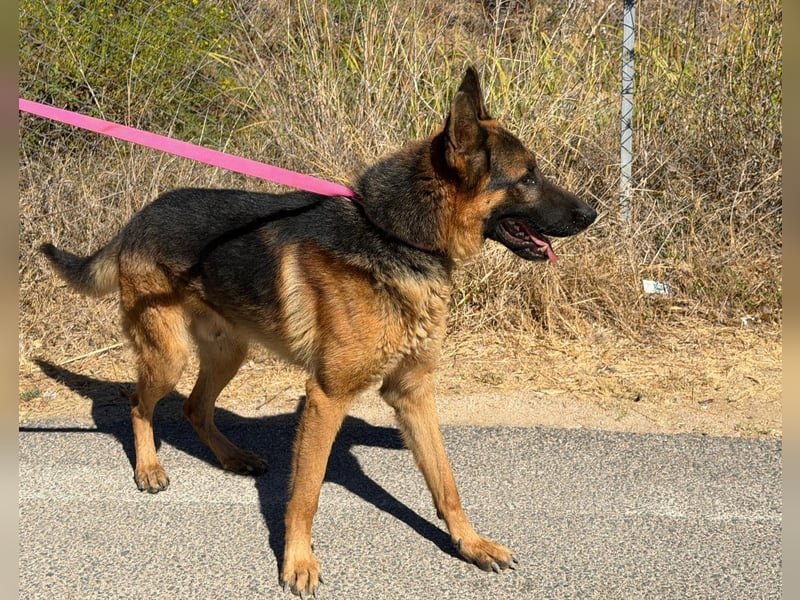 Rex: wo sind die Schäferhund-Freunde?