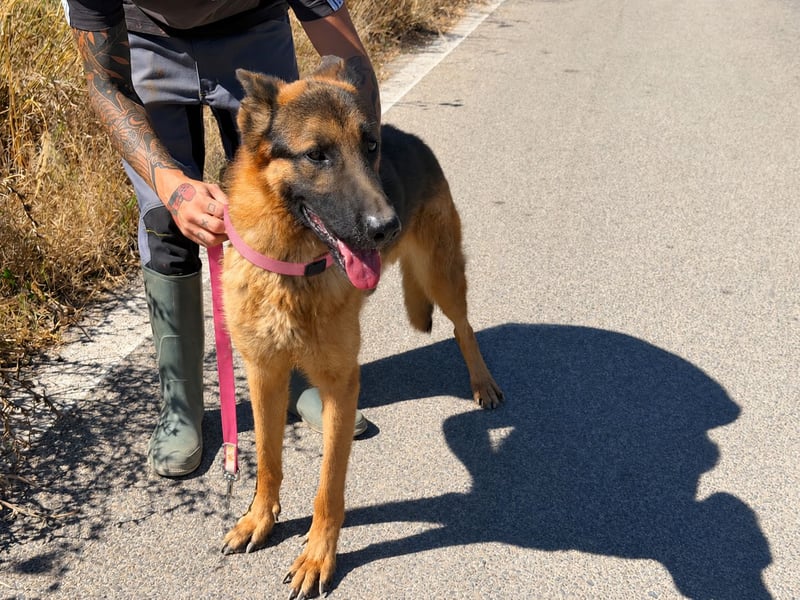 Rex: wo sind die Schäferhund-Freunde?