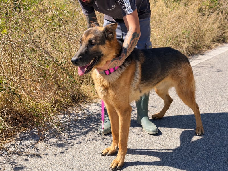 Rex: wo sind die Schäferhund-Freunde?