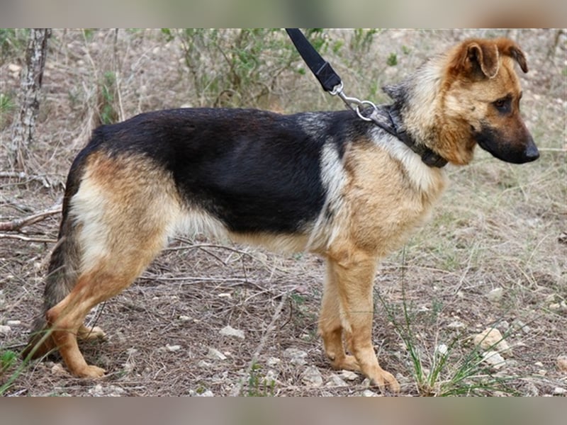 Kyra- verzweifelte Schäferhundmix - Dame