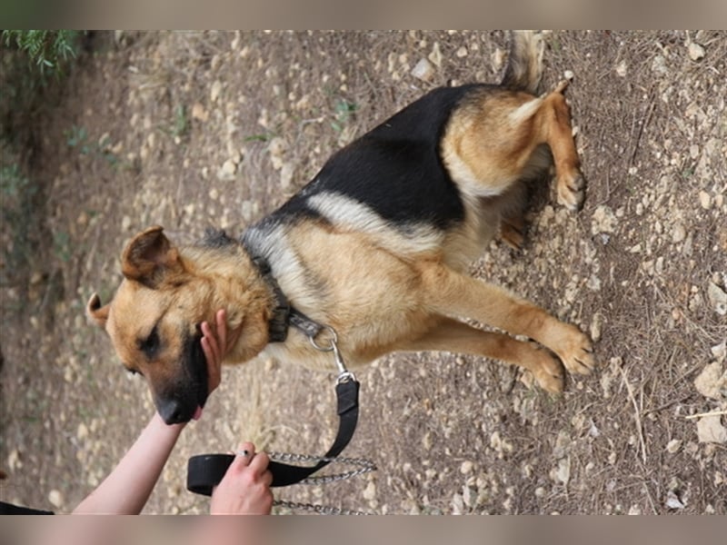 Kyra- verzweifelte Schäferhundmix - Dame