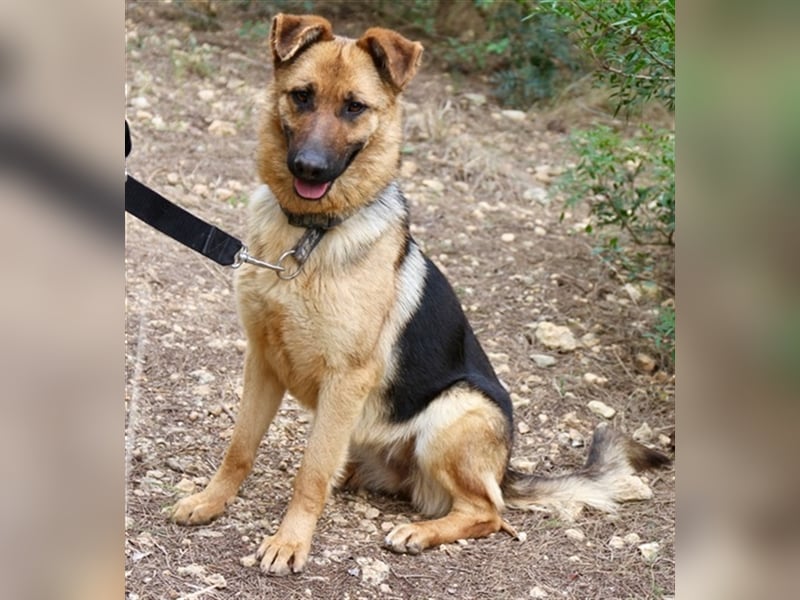 Kyra- verzweifelte Schäferhundmix - Dame