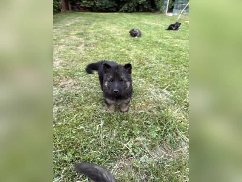 Verkaufe Deutsche Schäferhundwelpen
