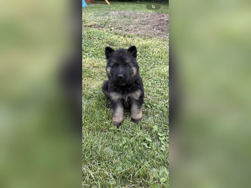 Verkaufe Deutsche Schäferhundwelpen